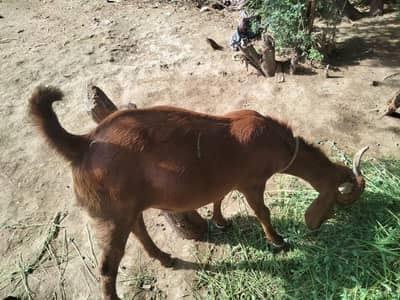 Bakra for sale