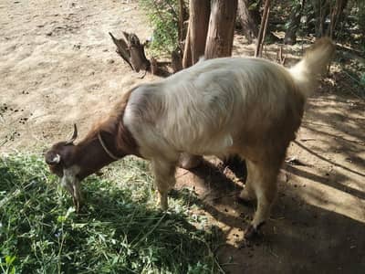 bakra for sale for kurbani