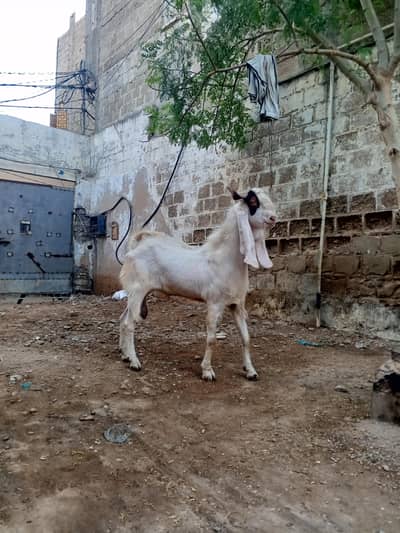 pure gulabi male for sell