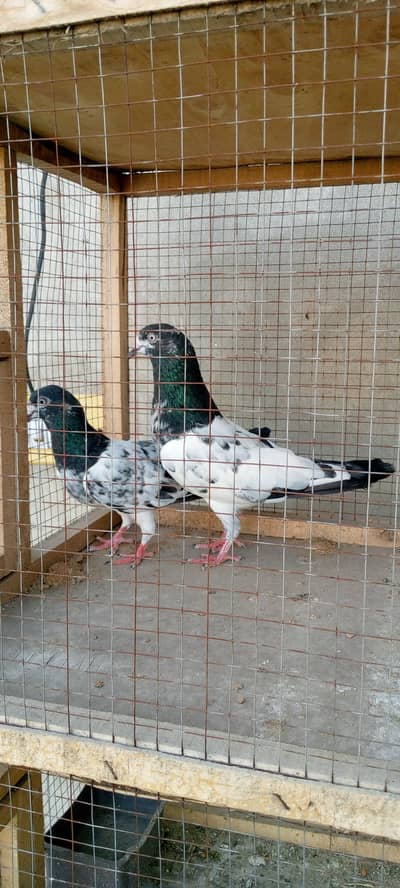tady pair breeder far sail rezaltied high fly