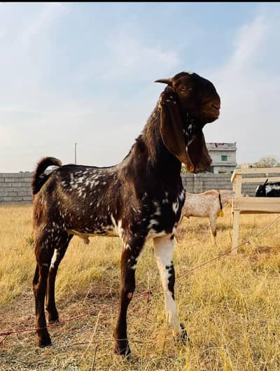 Beautiful nagra makhi cheena Bakra
