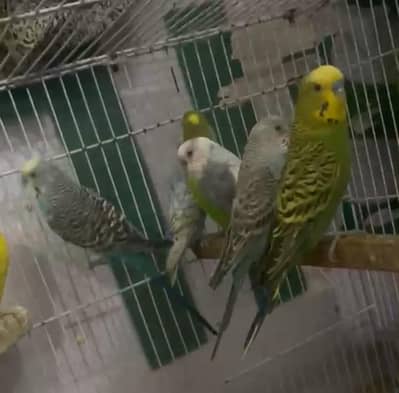 Australian breeder pairs