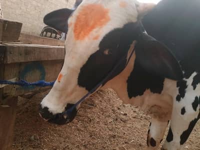 Australian Bachra 2 Dant Qurbani 2026