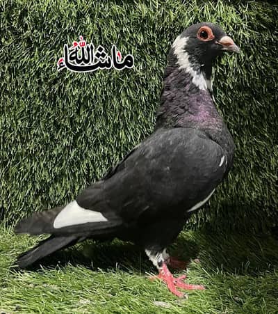 Beautiful Pigeon Breder Female For Sale
