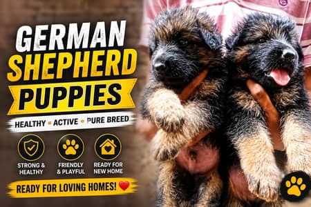 Premium Quality German Shepherd Puppies