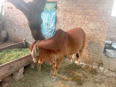 qurabani k hissa k lia rabta kren