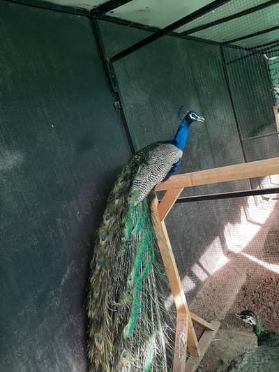 Healthy peecock for sale - Beautiful and Active Bird