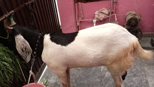 Bakra 2 dant khasi