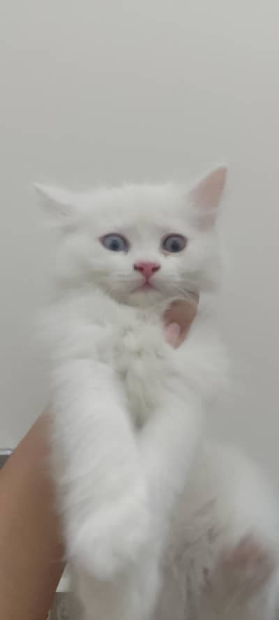 Persian cat with 2 kittens