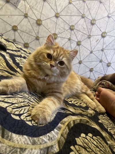 Cute kitten