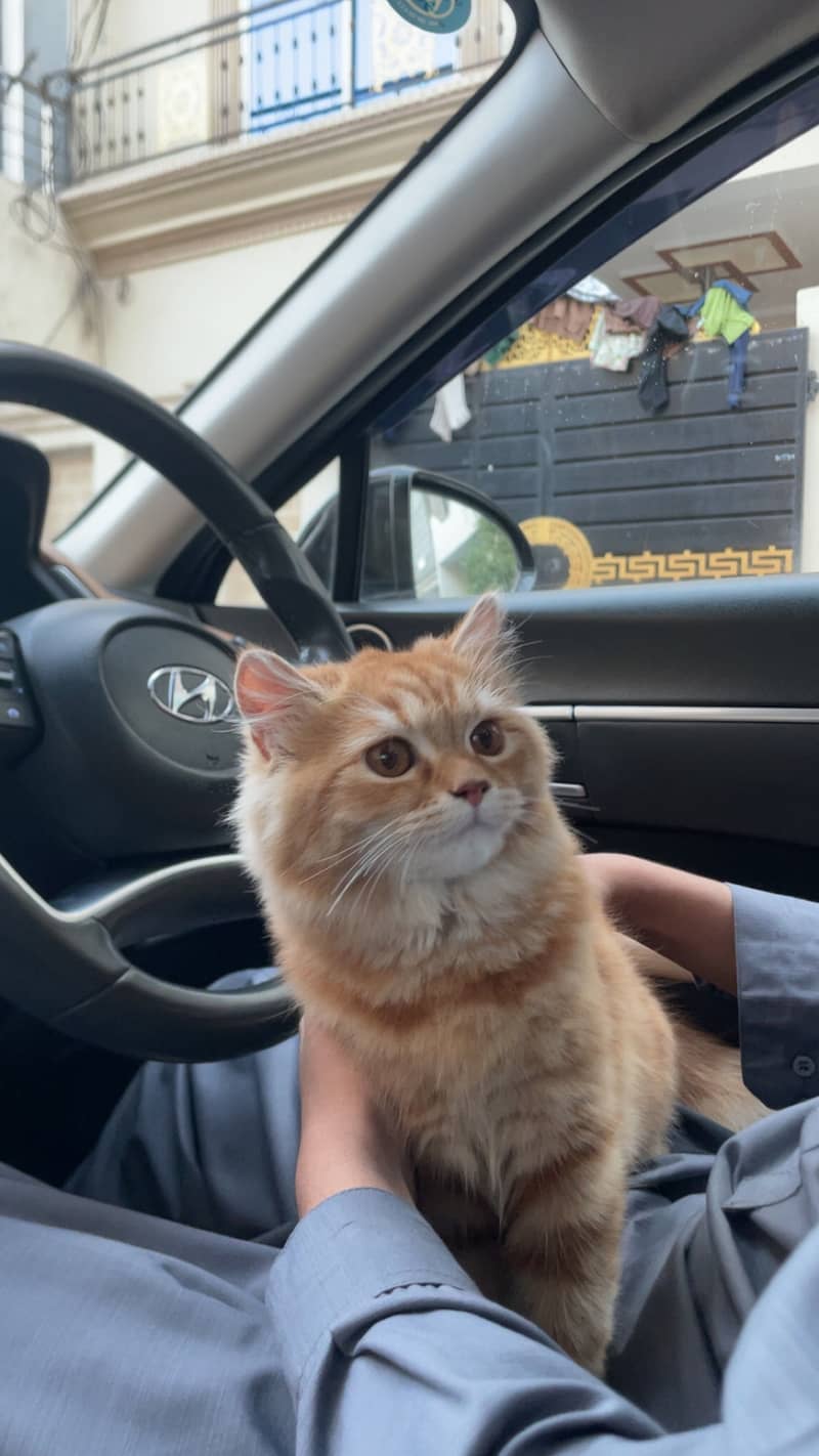 Cute kitten 1