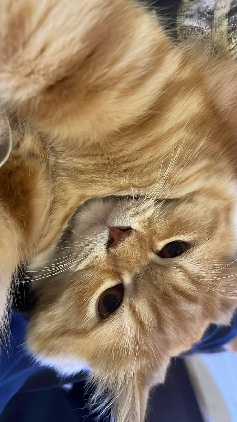 Cute kitten 2