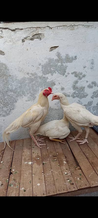 white aseel wahcantt lalazar 3piece