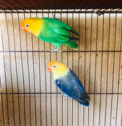 love birds parblu opline breeder pair