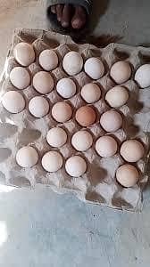 fertile eggs misri