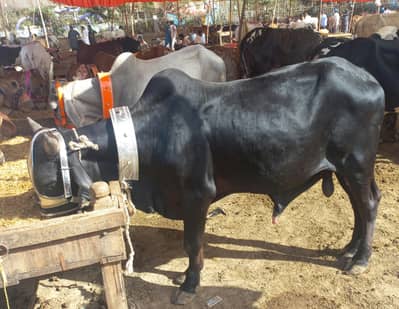 cow for qurbani