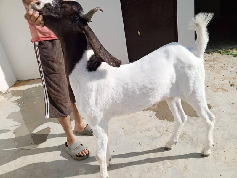 bakra for sale 0