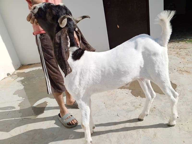 bakra for sale 1