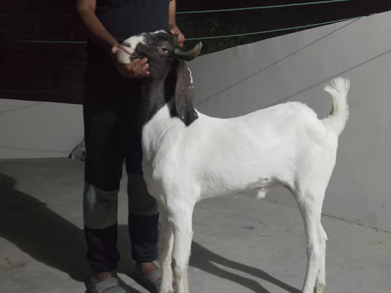 bakra for sale 2