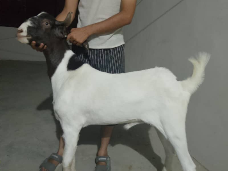 bakra for sale 3