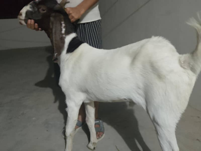 bakra for sale 4