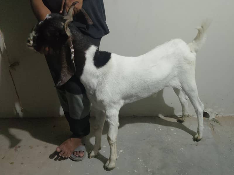bakra for sale 6