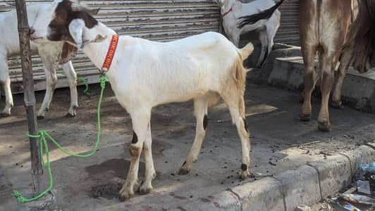2 daant khassi