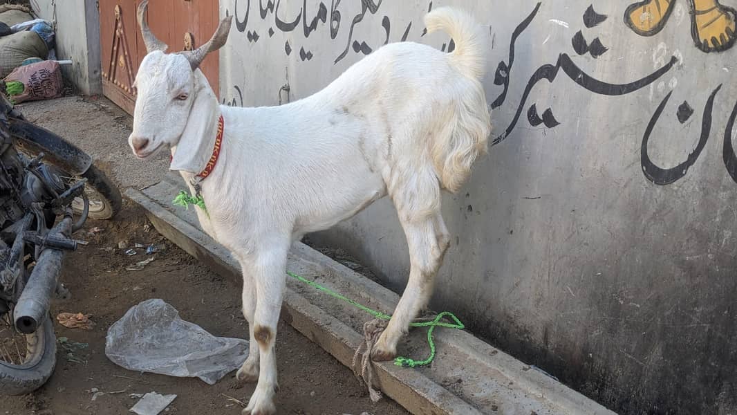 2 daant khassi 1