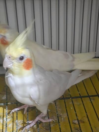 cocktail red eyes pair for sale