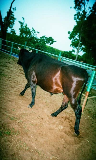 Bulls for Sale| Angus Bull | Jersey & HF Cross Bull | Qurbani 2026