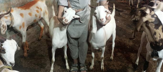 home breed 2 dant khassi