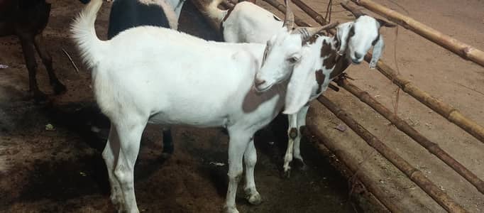 home breed 2 dant khassi