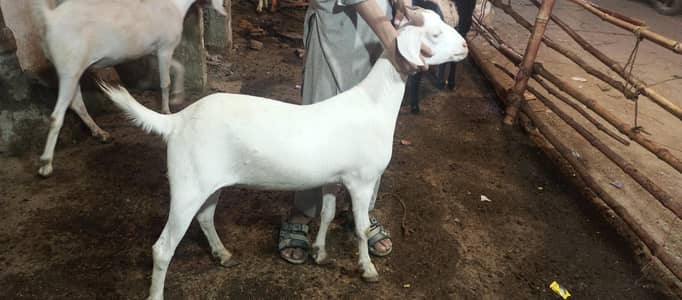 home breed 2 dant khassi