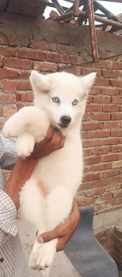 husky female