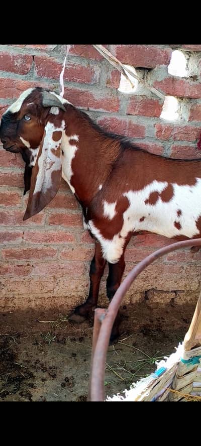 2 male goat