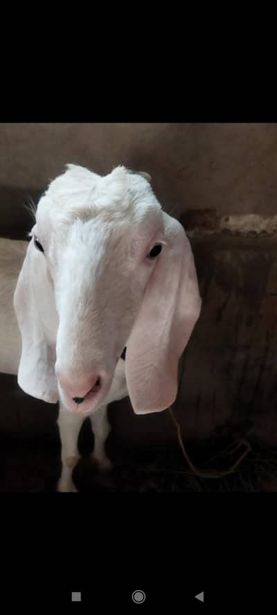 bakri for sell