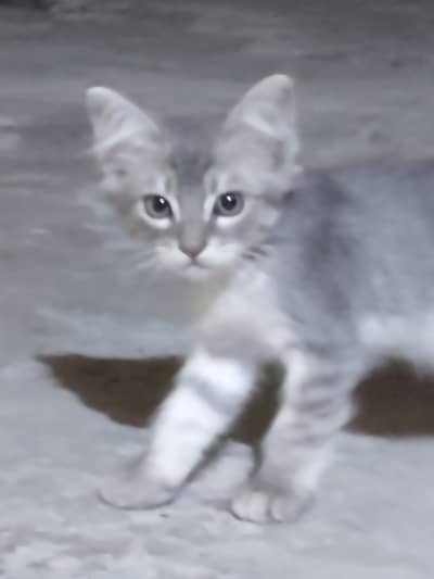 Kitten only 2 month year old