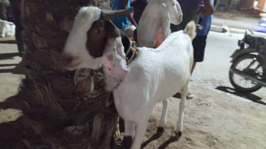 MashaAllah 2 Dant Ablak Bakra Nice Face