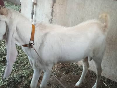 Bakra sale