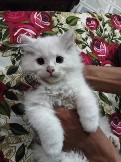 cat for sell