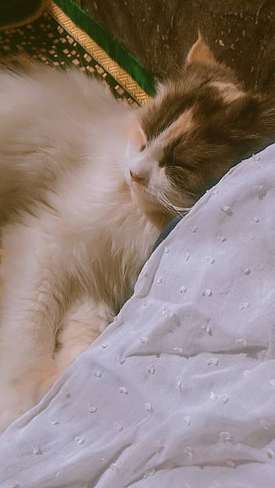 Beautiful Triple Coat Persian Cat Available
