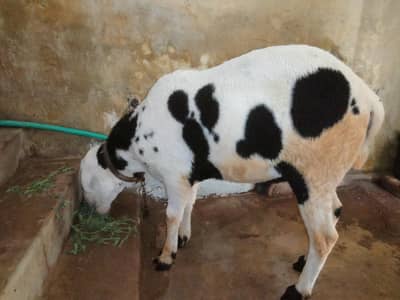 Katara Menda For Sell