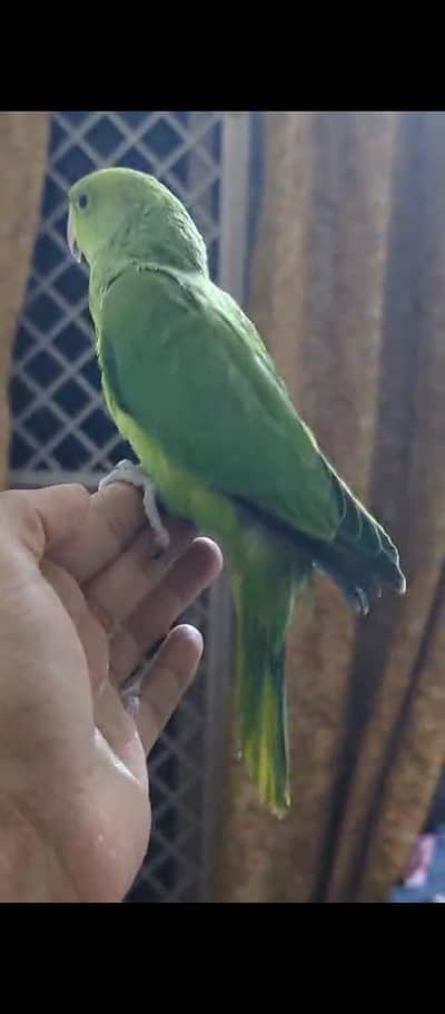 hand tame green bolne wala. tootay ka bacha  h look like. male