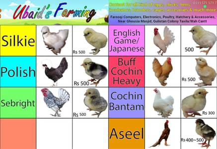 Fancy Chicks and All Chicken Breeds Ubaid Farming O33357l57l7