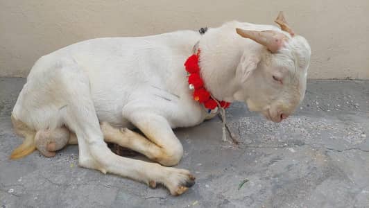Donda Bakra ha contect number