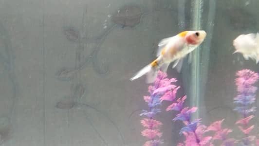 2 Healthy Subunkin Goldfish – 1.5-2 inch