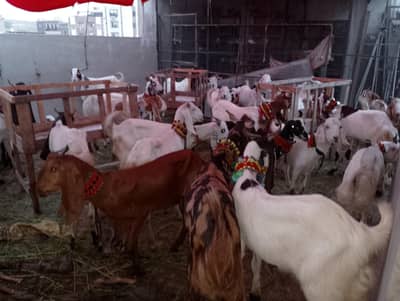 Desi Khassi Qurbani Goats | 2 or 4 Daant | start from 55k | Nazimabad