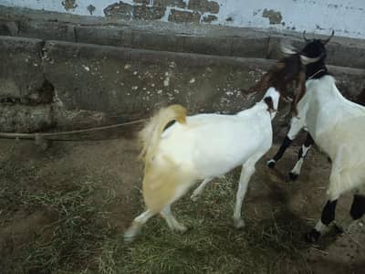 bakra