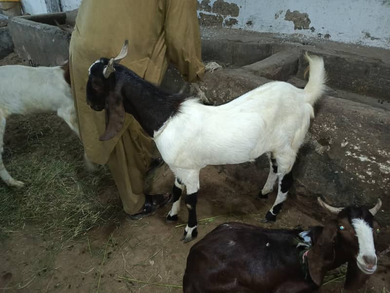 bakra 1