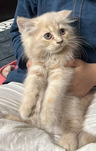 Persian breed